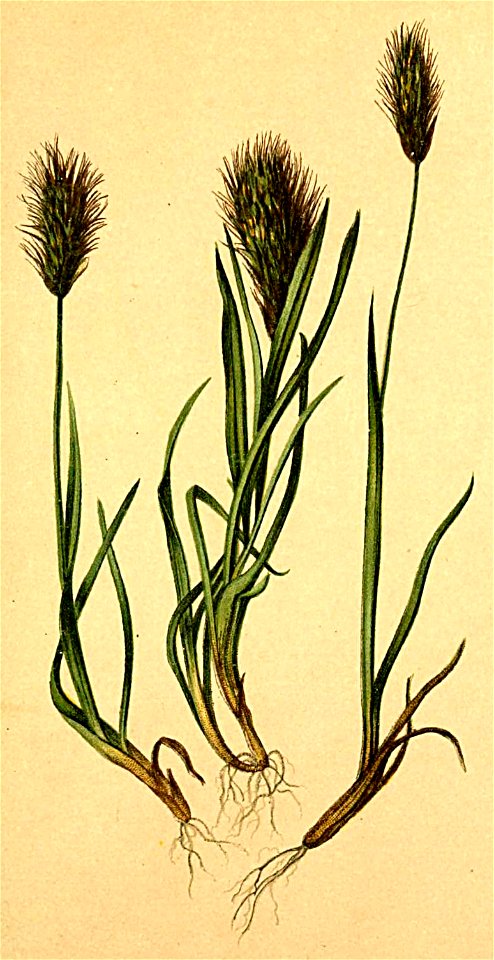 Avena subspicata Atlas Alpenflora