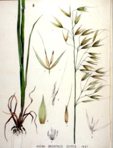 Avena orientalis — Flora Batava — Volume v19