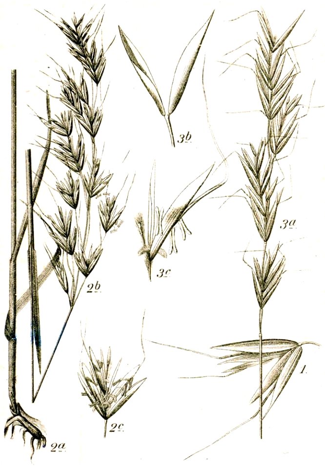 Aveneae spp Sturm22