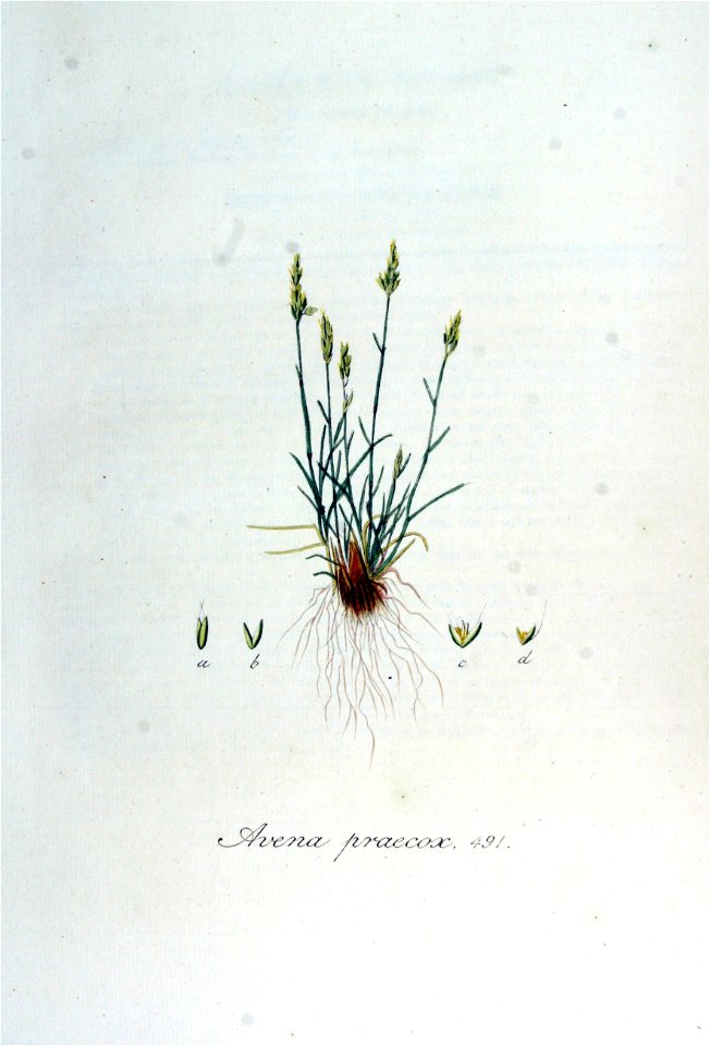 Avena praecox — Flora Batava — Volume v7