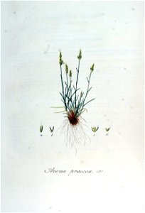 Avena praecox — Flora Batava — Volume v7