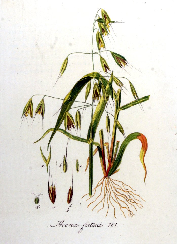 Avena fatua — Flora Batava — Volume v8