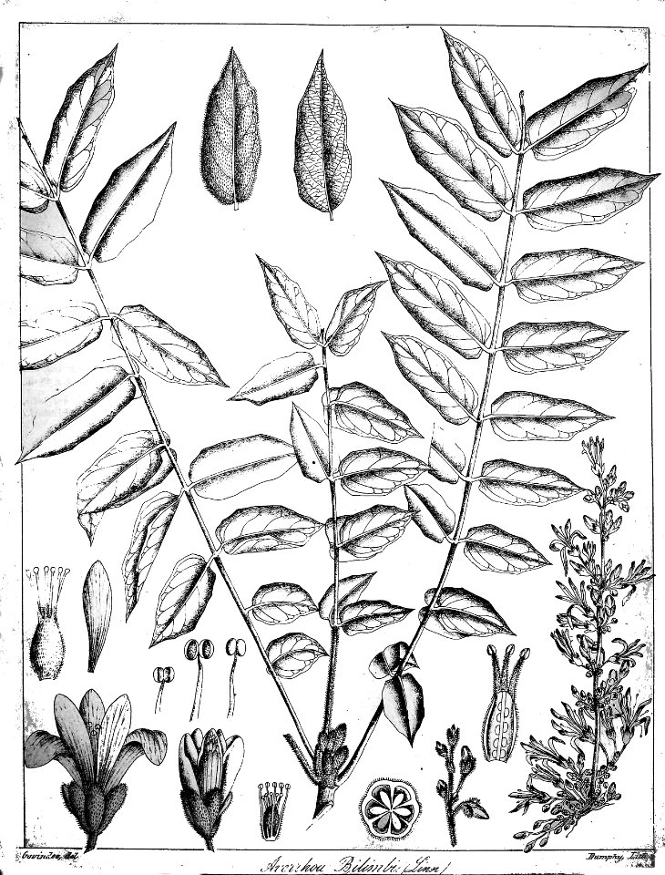 Averrhoea bilimbi Govindoo