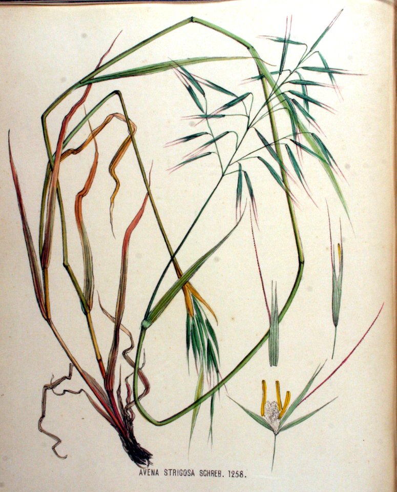 Avena strigosa — Flora Batava — Volume v16