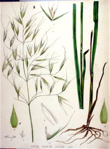 Avena hybrida — Flora Batava — Volume v19