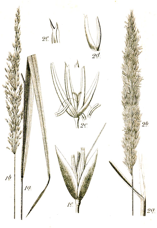 Aveneae spp Sturm18