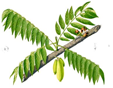 Averrhoa bilimbi Blanco1.138-cropped