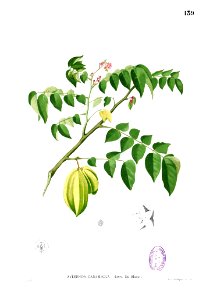 Averrhoa carambola Blanco1.139