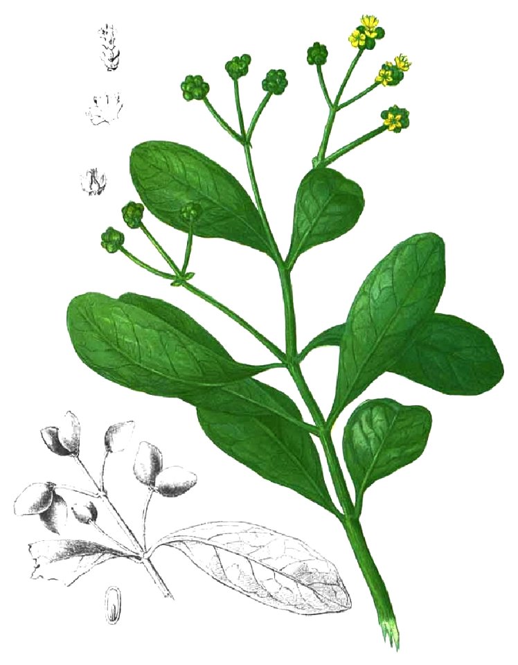 Avicennia officinalis Blanco1.73-cropped