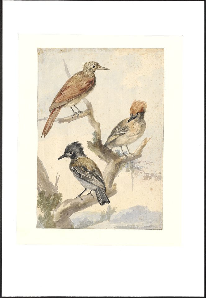 Aves - 1760 - Print - Iconographia Zoologica - Special Collections University of Amsterdam - UBA01 IZAA100282