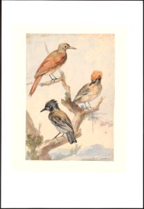 Aves - 1760 - Print - Iconographia Zoologica - Special Collections University of Amsterdam - UBA01 IZAA100282