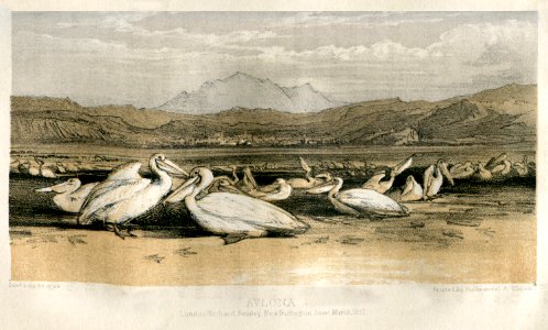 Avlóna - Lear Edward - 1851
