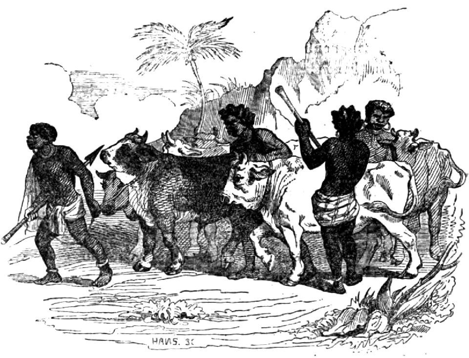 Avventure di Robinson Crusoe-0645