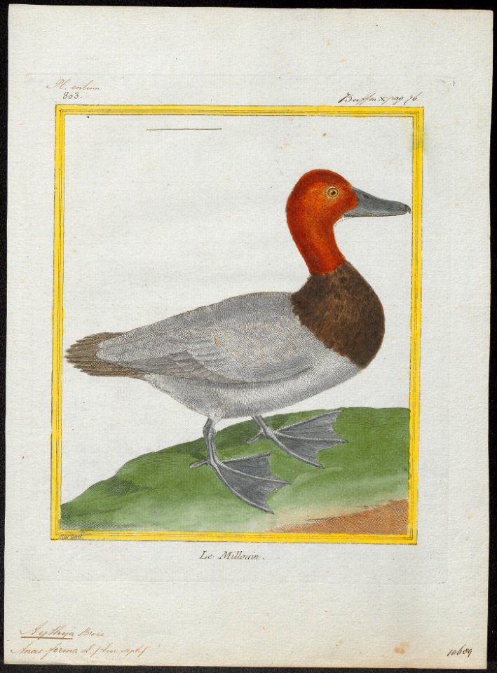 Aythya ferina - 1700-1880 - Print - Iconographia Zoologica - Special Collections University of Amsterdam - UBA01 IZ17700023