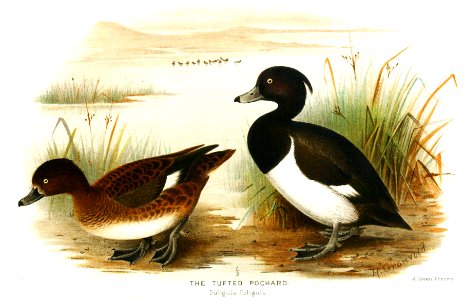 AythyaFuligulaGronvold