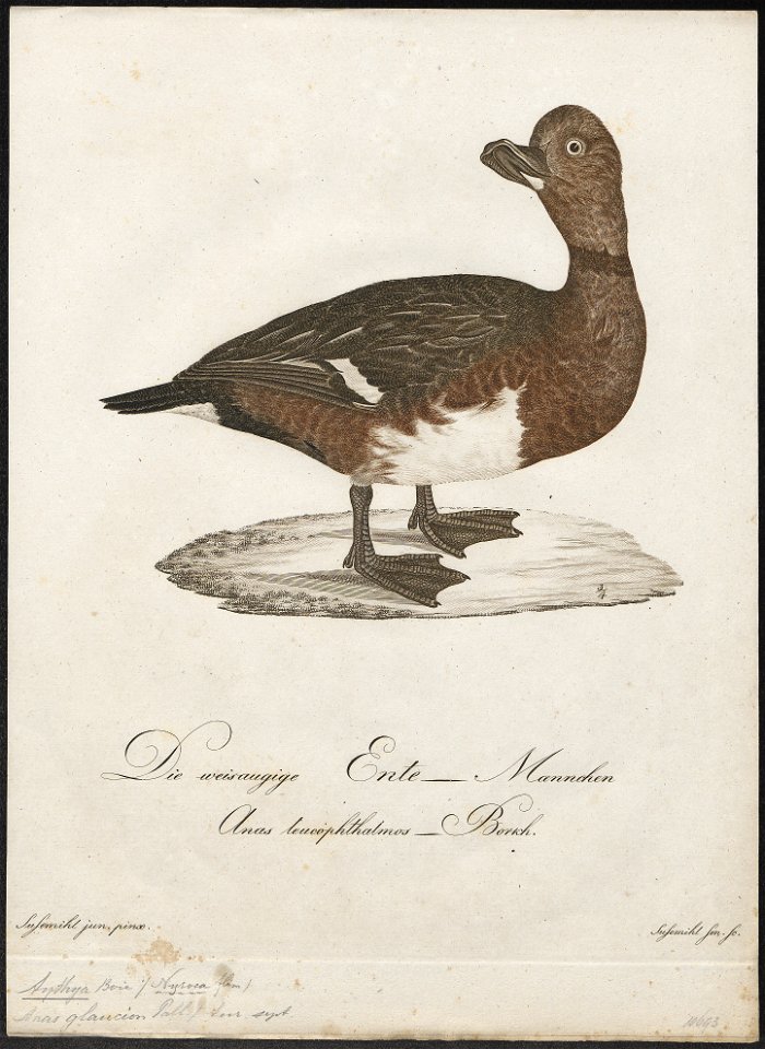 Aythya nyroca - 1800-1812 - Print - Iconographia Zoologica - Special Collections University of Amsterdam - UBA01 IZ17700035