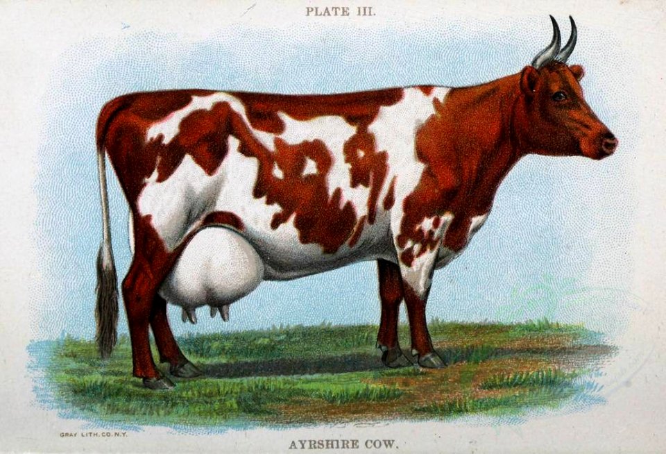 AYESHIRE COW (23232441720)