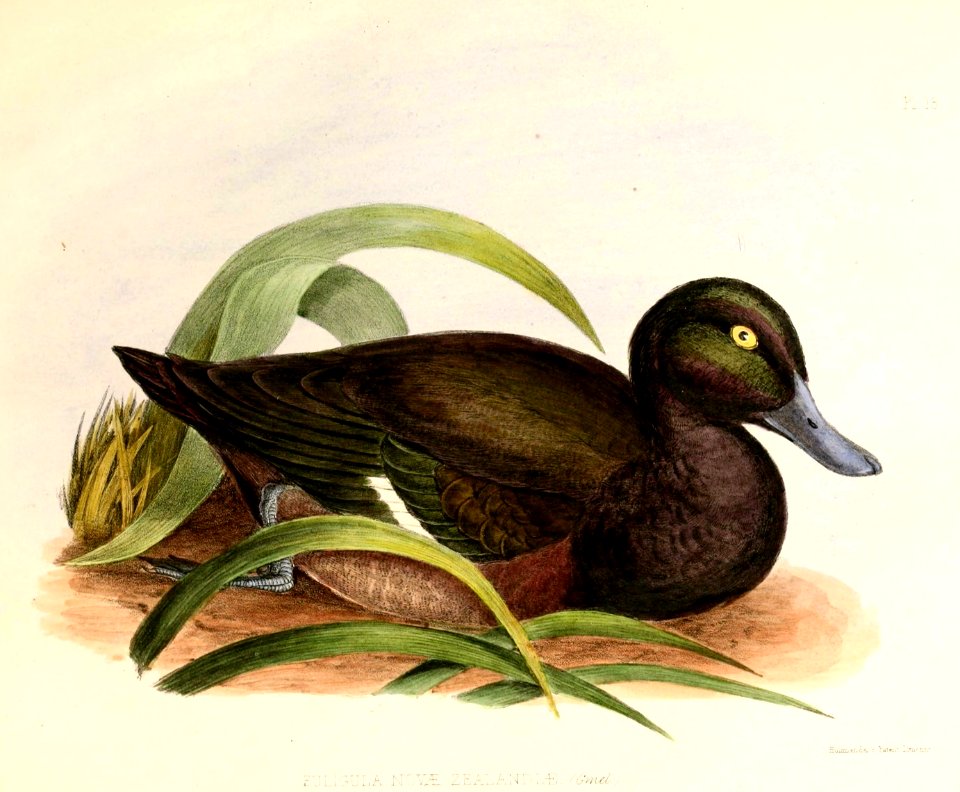 Aythya novaeseelandiae Hullmandel