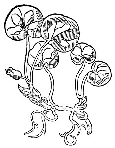 Azarum1