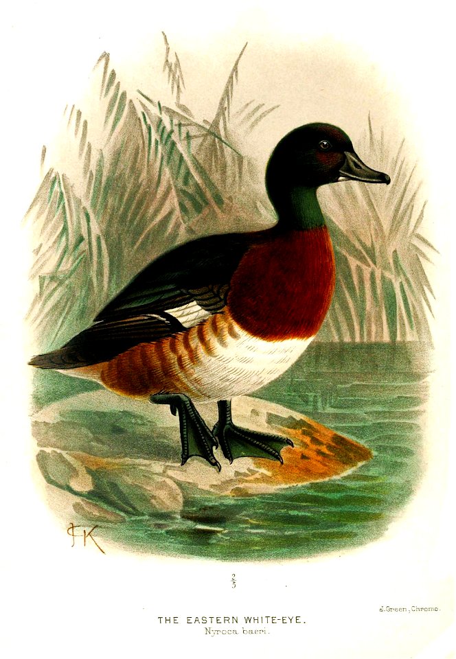 AythyaBaeriKeulemans