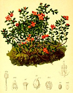 Azalea procumbens Atlas Alpenflora