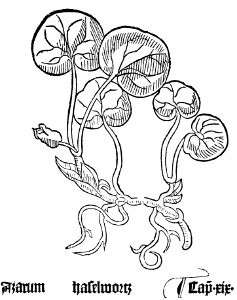 Azarum Gart