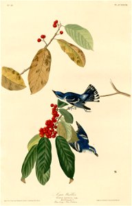 Azure Warbler (Audubon)