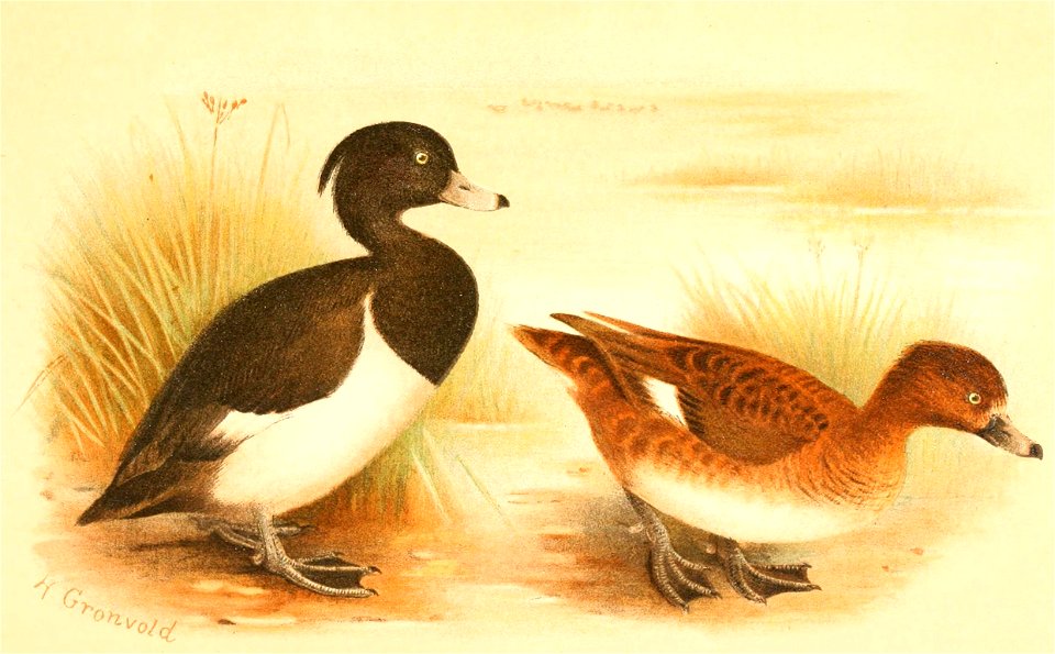 Aythya fuligula 1921