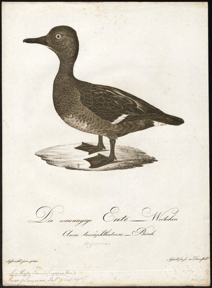 Aythya nyroca - 1800-1812 - Print - Iconographia Zoologica - Special Collections University of Amsterdam - UBA01 IZ17700037