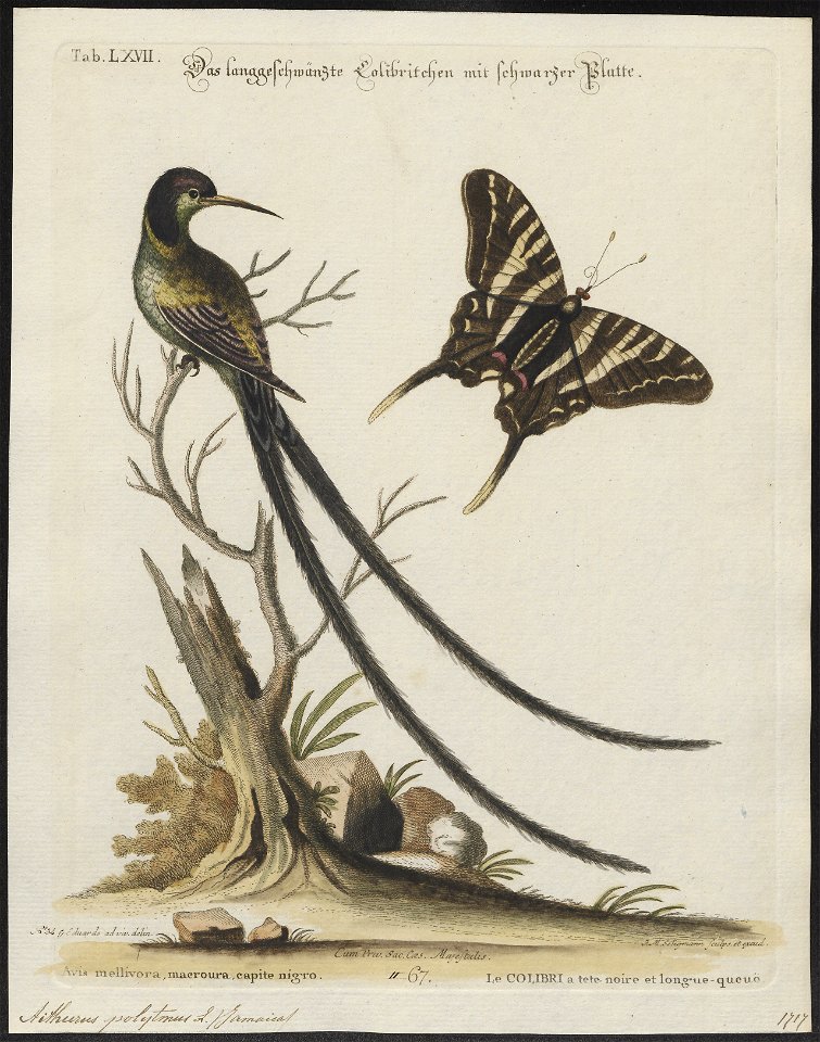 Aïthurus polytmus - 1700-1880 - Print - Iconographia Zoologica - Special Collections University of Amsterdam - UBA01 IZ19100229