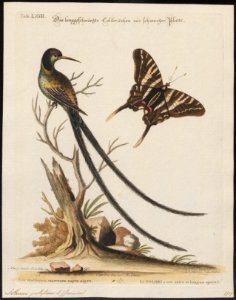 Aïthurus polytmus - 1700-1880 - Print - Iconographia Zoologica - Special Collections University of Amsterdam - UBA01 IZ19100229