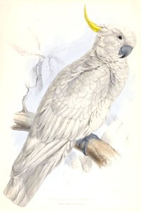 Plyctolophus galeritus Greater Sulphur-crested Cockatoo by Edward Lear (cropped)