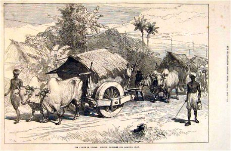 The Famine in Bengal- Bullock Hackeries for Carrying Grain, from the Illustrated London News, 1874