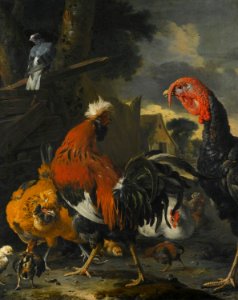 'A Cockerel, a Turkey, Hens and Chickens in a Farmyard' by Melchior d'Hondecoeter. Free illustration for personal and commercial use.