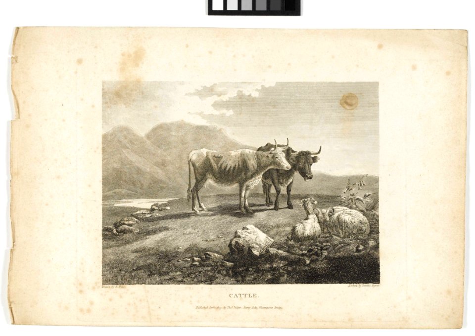 'Cattle' RMG PY6148