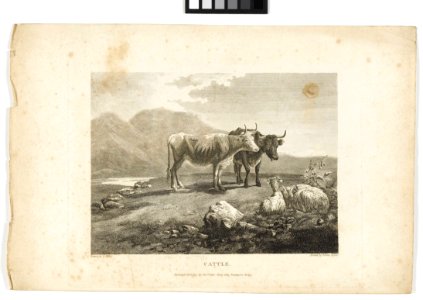 'Cattle' RMG PY6148