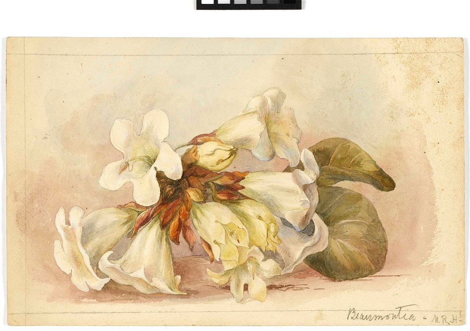'Beaumontia' RMG PY6019