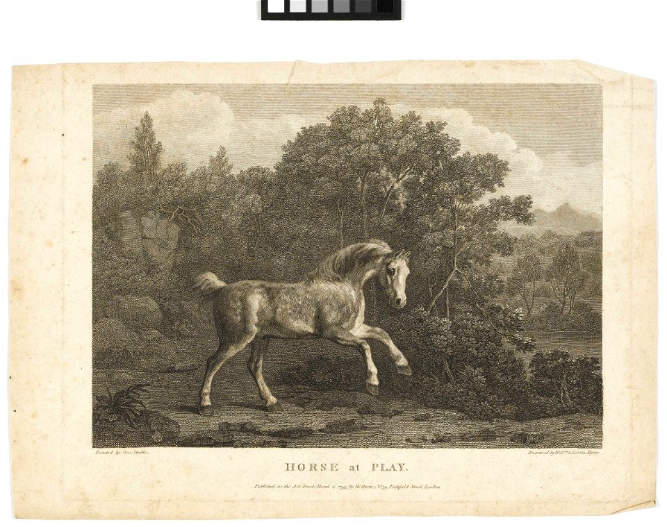 'Horse at Play' RMG PY6167