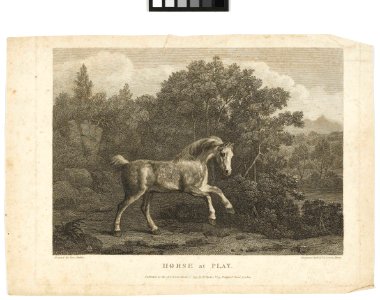 'Horse at Play' RMG PY6167
