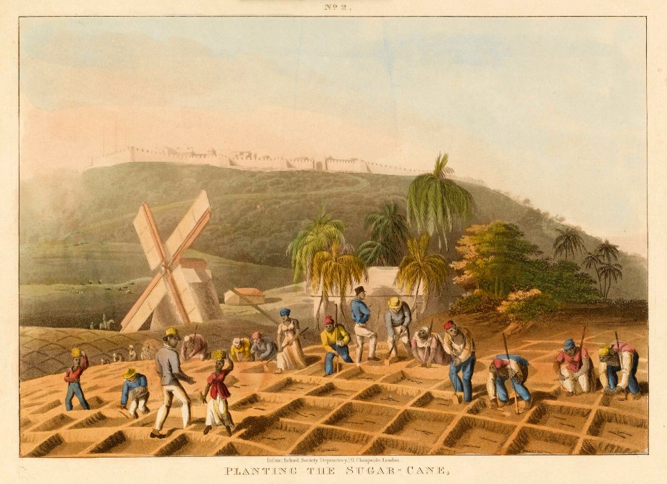 'Planting the Sugar-Cane' RMG F5885 - Free Stock Illustrations | Creazilla