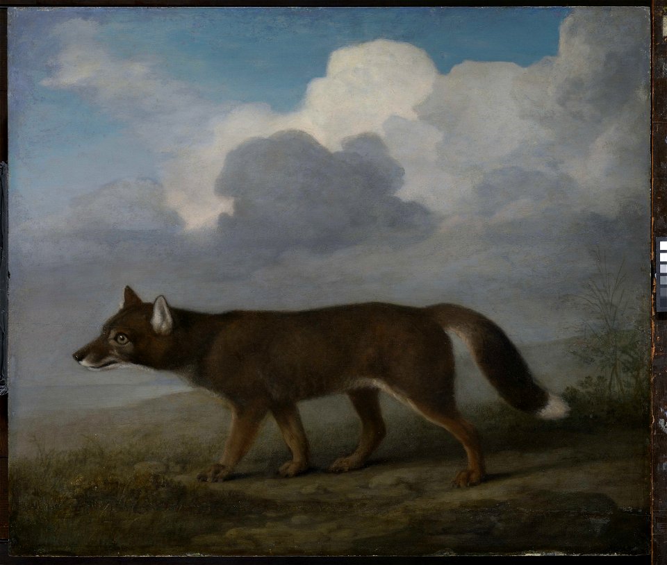 'Portrait of a Large Dog' (Dingo) RMG L6684-001