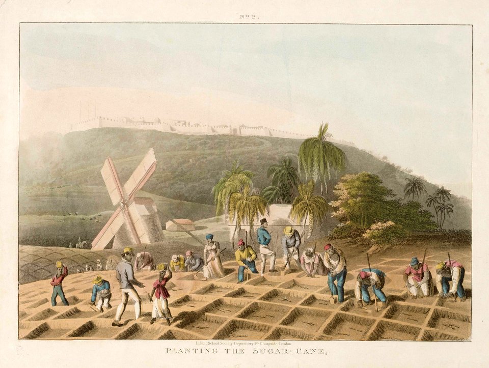 'Planting the Sugar-Cane' RMG E9115
