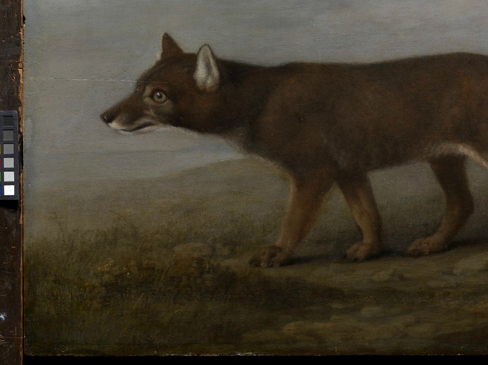 'Portrait of a Large Dog' (Dingo) RMG L6684-008