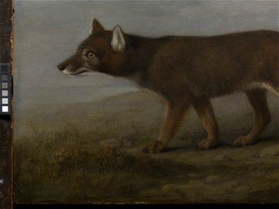 'Portrait of a Large Dog' (Dingo) RMG L6684-008