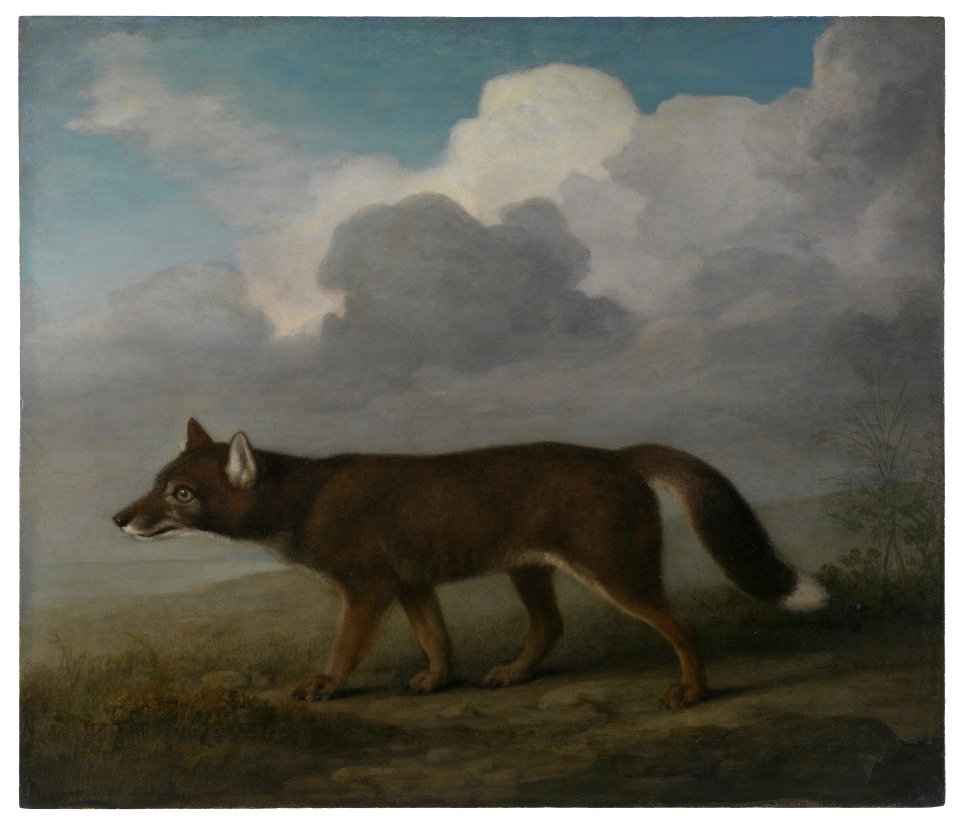 'Portrait of a Large Dog' (Dingo) RMG L8136