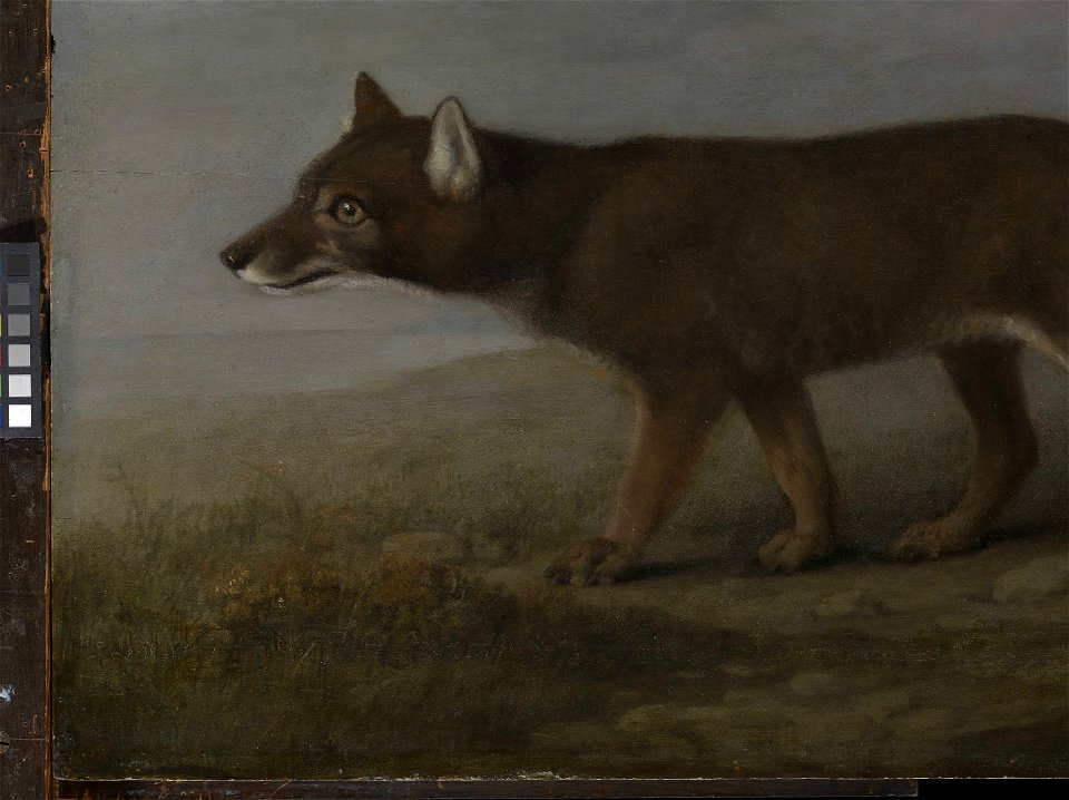 'Portrait of a Large Dog' (Dingo) RMG L6684-004