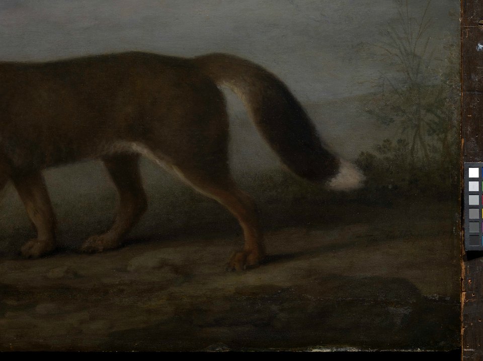 'Portrait of a Large Dog' (Dingo) RMG L6684-011