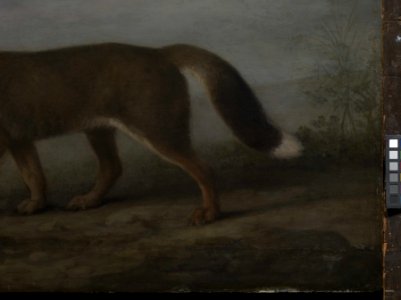 'Portrait of a Large Dog' (Dingo) RMG L6684-011