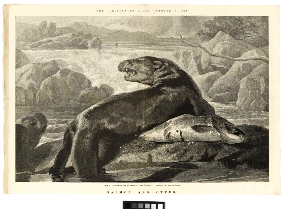'Salmon and Otter' RMG PY6174-001