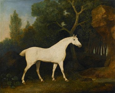 'Selim, a Grey Hunter in a Paddock' by George Stubbs, 1802